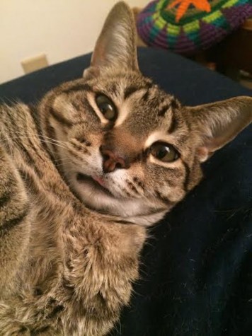 This photo of Basil, Tibbetts' cat, looks like a selfie taken by the pet himself. 