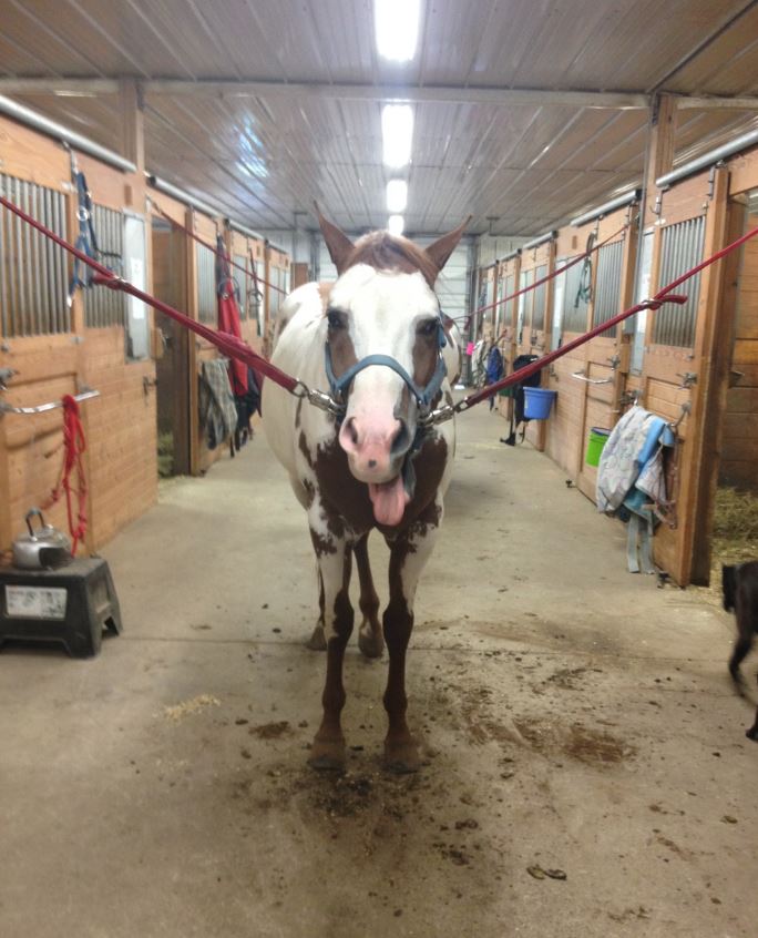 “I loved him right away, he was the prettiest horse. He needed a lot of training but I knew he had the potential to be really competitive, Olson said.