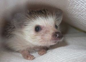 Freshman Ross Kirby, senior Katherine Jones both own hedgehogs