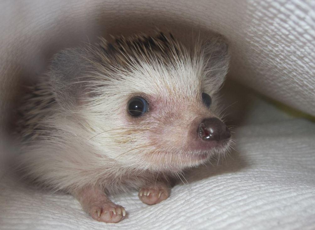 A lot of people have
dogs and cats, [having a
hedgehog] is like going
to the zoo every day," Kirby said.