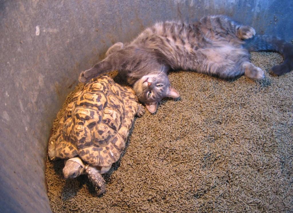 “My dad got her when she was just an egg about the size of a quarter, and now she’s about the size of a watermelon," Porter said. 