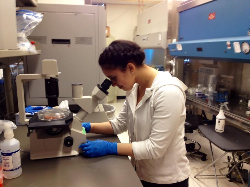 Junior Samdhya Ramachandran conducts test on the  ischemic strokes in her work with University of Minnesota scientist Dr. Sharbani Chattopadhyay. “I’m going to use a protein to stimulate the immune cells as if they were undergoing an immune response and observe how the stem cells affect that response through a couple tests,” Ramachandran said.