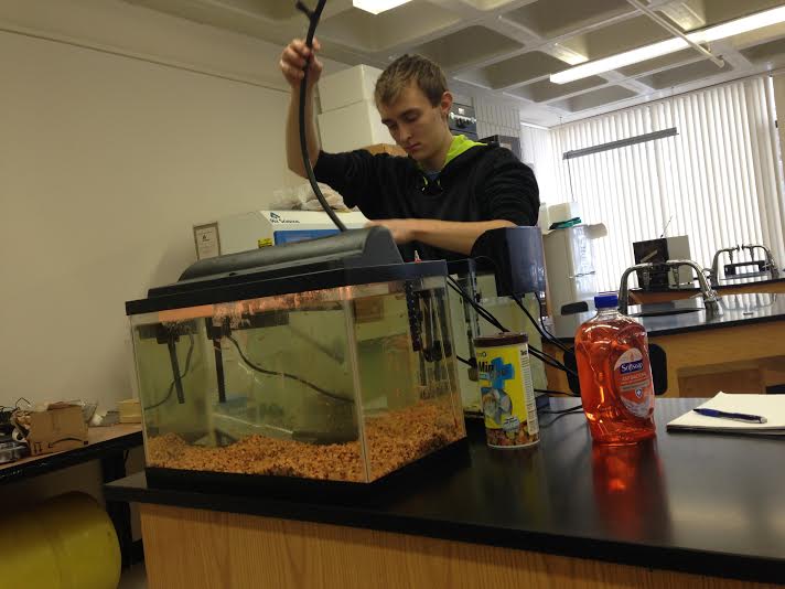 Senior Jonathan Trevathan works on his research project entitled The potential application of guppies (Poecilia reticulata) as a model organism for stimulant use in humans.  Trevathan said, “We have a lot of really good presentations this year so I’m very excited to see those and to present mine.