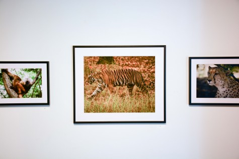 This photo was part of the “Critters” section of the gallery. Taken in India, John Huss says this photo sparks one of his favorite memories. “We were able to see, in India, tiger walk no further than 10 yards from us. We were in a jeep, so we were protected… but to see this magnificent beast walking…”