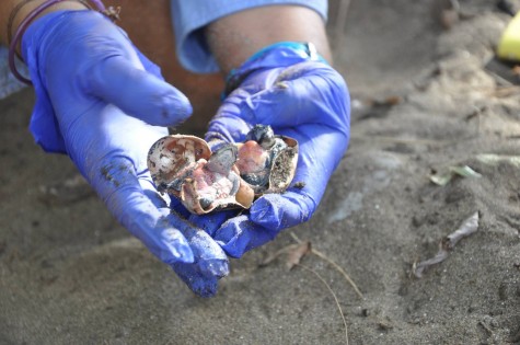 Bluhm and O’Toole tag turtles in Costa Rica