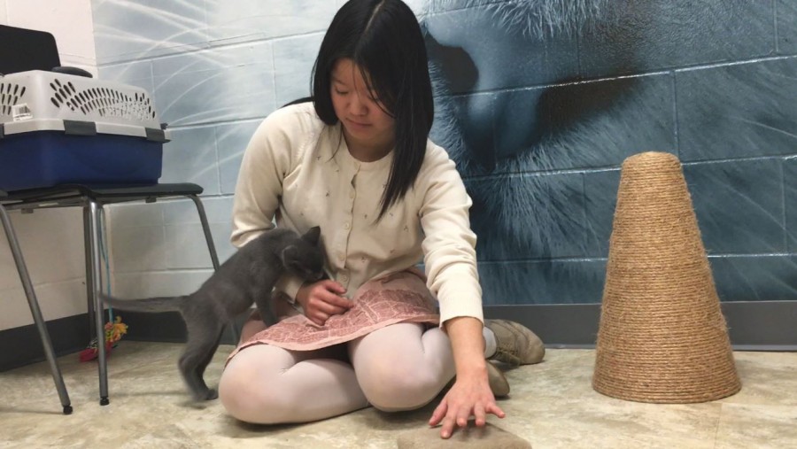 Senior Jane Jackson plays with her foster cat at the Animal Humane Society. “Recently I totally failed at being a foster because I adopted one of [them]. That’s the hardest part; not wanting to adopt all of these cute animals,” Jackson said.