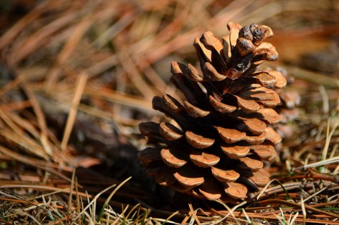 Pine cones have symbolized fertility, rejuvenation, and rebirth in ancient civilizations.