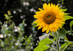 Senior Anna BIggs leads into her essay about Fibonaccis sequence by describing the mustard mane of a sunflower. 