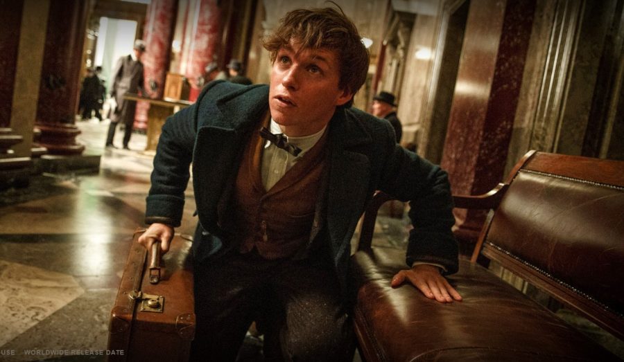 Eddie Redmayne stars as Newt Scamander in Fantastic Beasts and Where to Find Them. Fair Use Image: Warner Bros Pictures