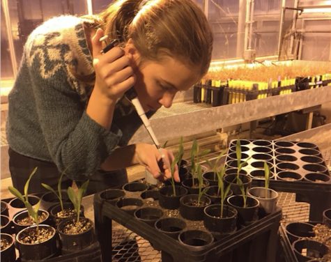 Topp-Johnson researches whether fungi can make corn stronger