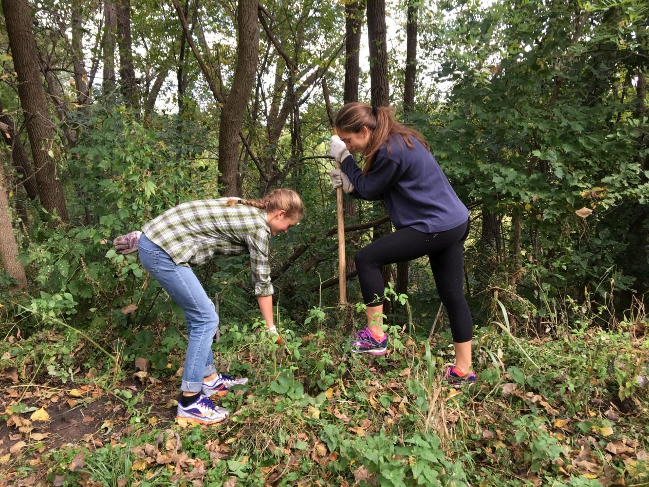 Seniors Flannery Enneking-Norton and Emilia Hoppe work to dig up invasive species, such as weeds.