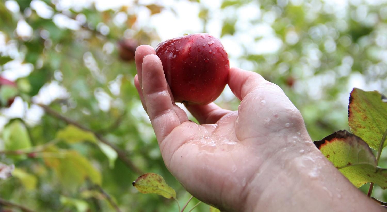 Senior Sabrina Ruckers family picked their own apples and brewed their own cider this year. [We] went to the apple orchard specifically to find the perfect combination for apple cider, Rucker said. 