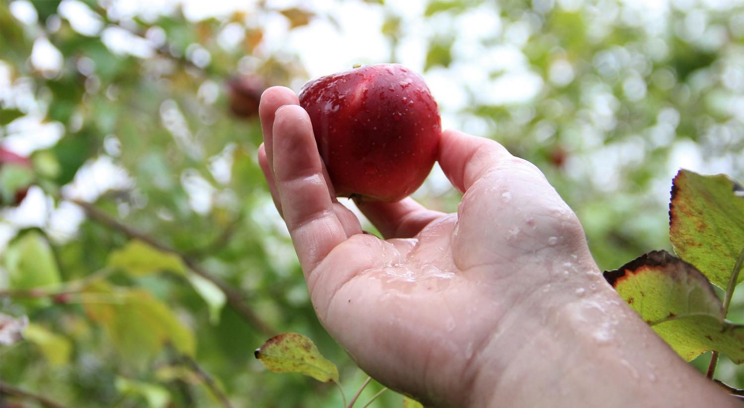 Senior Sabrina Rucker's family picked their own apples and brewed their own cider this year. "[We] went to the apple orchard specifically to find the perfect combination for apple cider," Rucker said. 