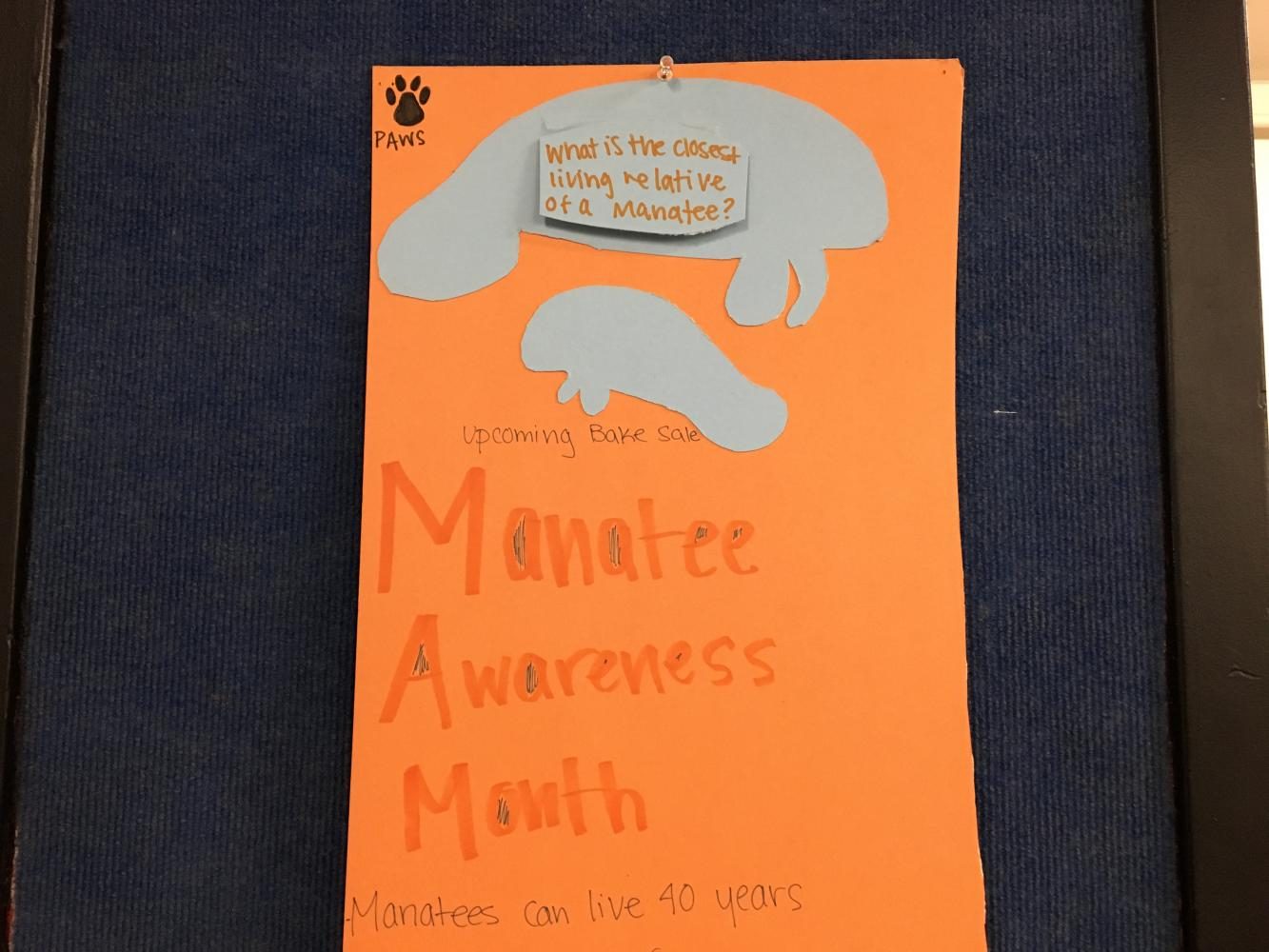 PAWS made posters about manatees to spread information about this threatened species. "A lot of these animals...are endangered or threatened, so [the posters] just bring attention to them," PAWS president Lark Smith said.