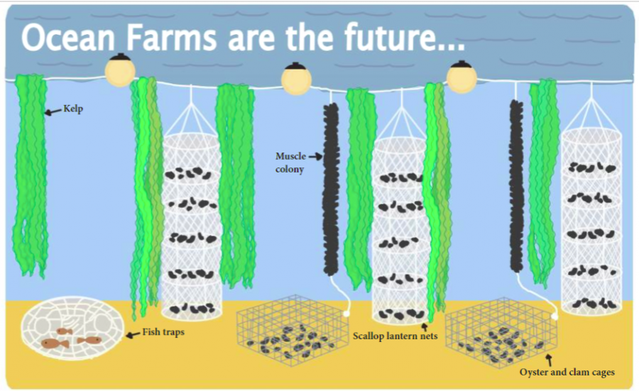 SUSTAINABLE FOOD SOURCING. One of the main advantages of using ocean farms is the ability to source food sustainably. The kelp and shellfish grow naturally with the ocean and do not require any harmful additives to thrive.