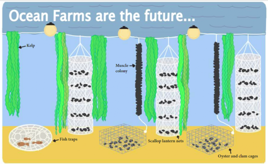 SUSTAINABLE FOOD SOURCING. One of the main advantages of using ocean farms is the ability to source food sustainably. The kelp and shellfish grow naturally with the ocean and do not require any harmful additives to thrive. 