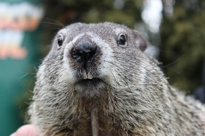 The groundhog Punxsutawney Phil is pictured here after one of his predictions. Phil has been the token groundhog since the late 1800s. 