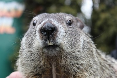 The groundhog Punxsutawney Phil is pictured here after one of his predictions. Phil has been the token groundhog since the late 1800s.