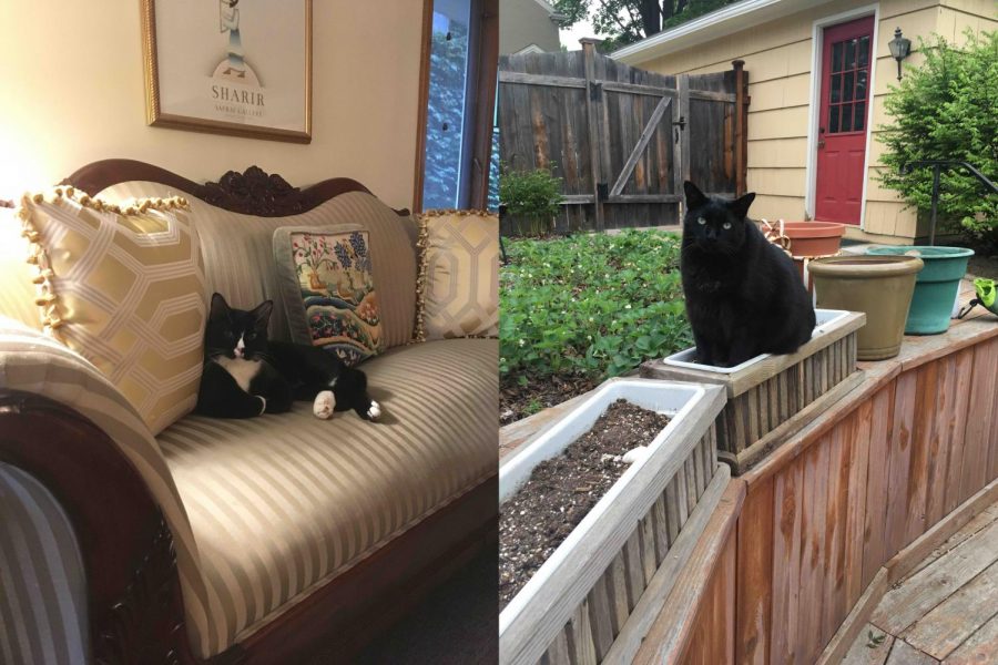 Senior Jenny Sogin's two cats. On the left is Oreo, and on the right is Bandit.