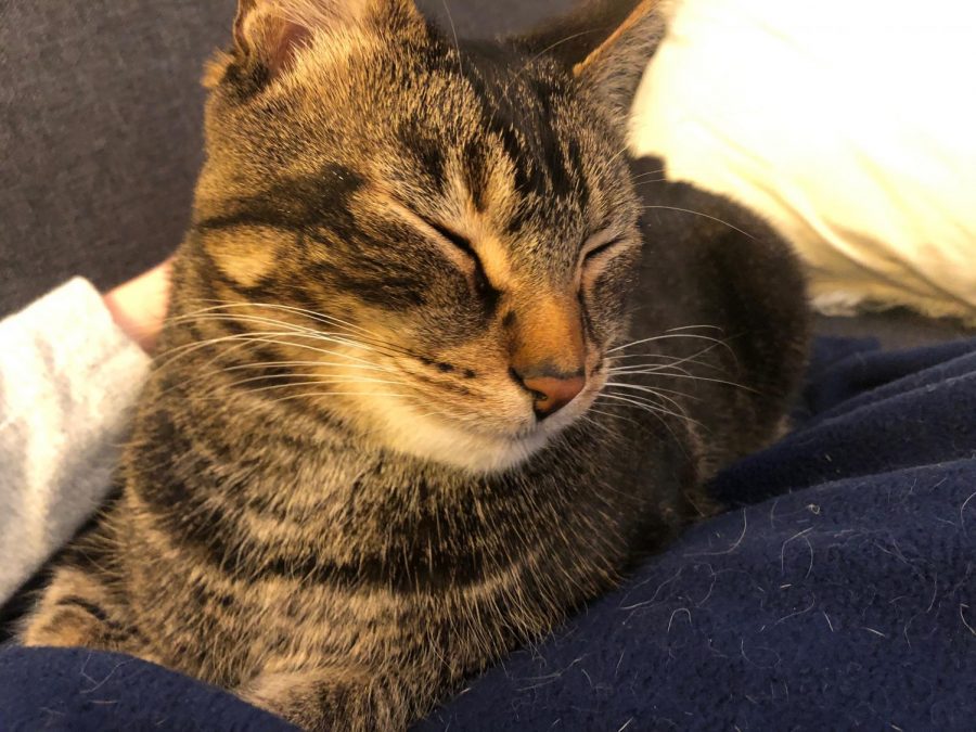 One of Snider's cats. Duppy. "Pets just make everything better. If you can get a pet, you should get a pet because they’re just always there,” she said.