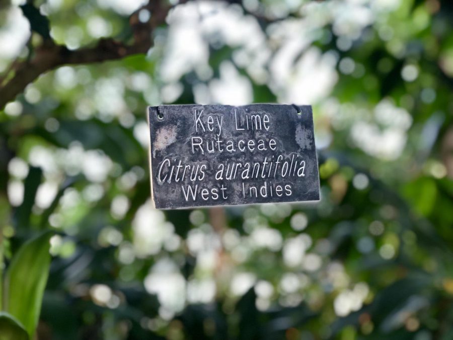 Signs at Como indicate the types of plants. Here, a sign hangs around a key lime tree. 