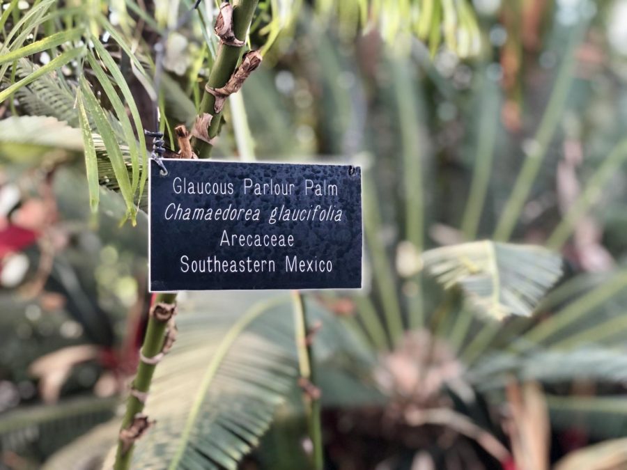 Glaucous Parlour Palm, a plant native to Southeastern Mexico. 