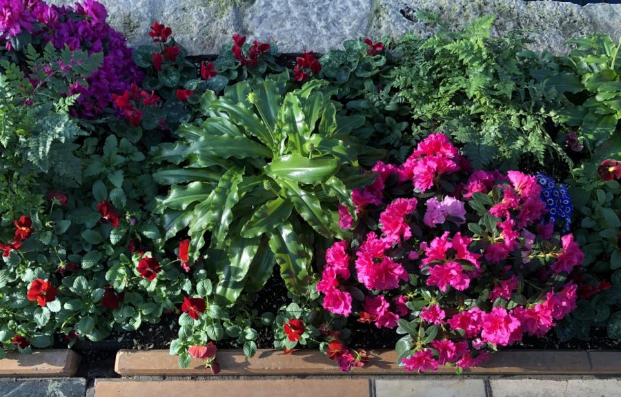 The flowers on display in the Sunken Garden. 