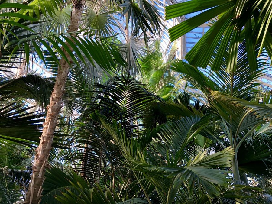 Escape the subzero temperatures and soak up the balmy air at the Como Park Conservatory. 