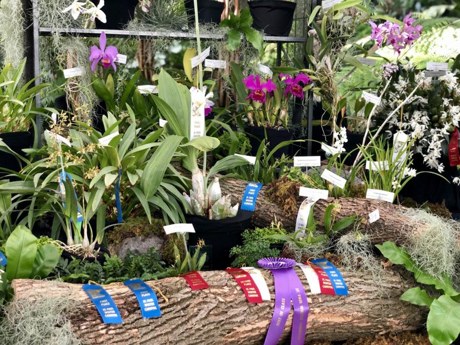 Award winning flowers on display at the Como Park Conservatory.