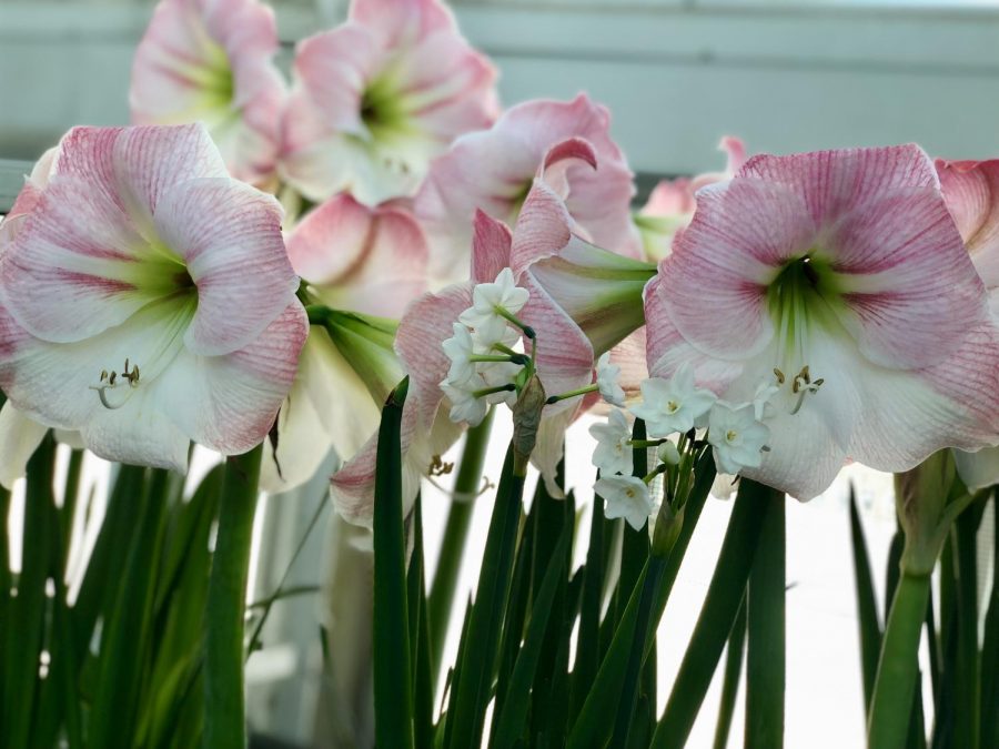 Large lillies line the Sunken Garden where the Winter Flower Show is on display through March. 