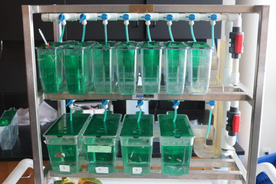 Junior Maddy Breton's zebrafish setup. Breton is among the many students who take ASR to further their passion for science. 