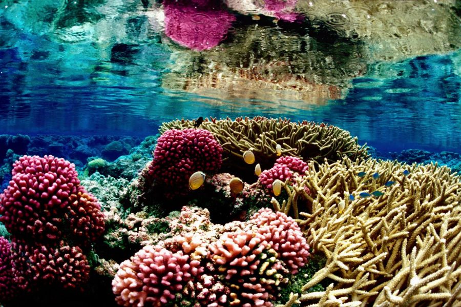 Vivid coral reefs bloom under the sea.