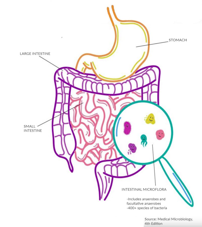 Gut bacteria linked to mental health