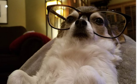 Taco in glasses.