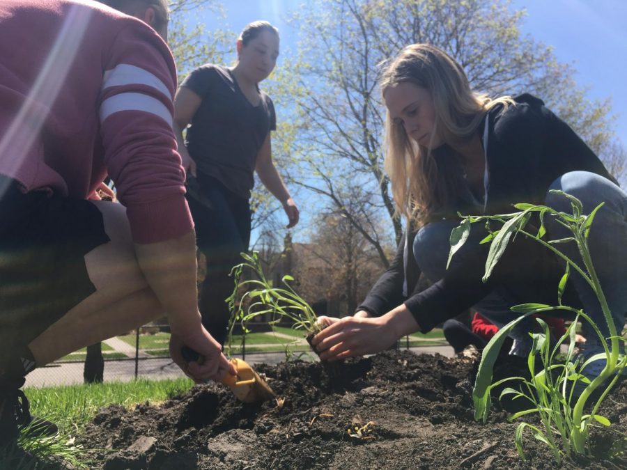 Juniors Sonja Henze plants a plant with the help of another PEP member.