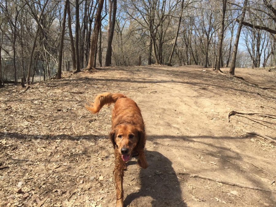 Rusty bounds around at the Arlington off leash Dog Area in Saint Paul.