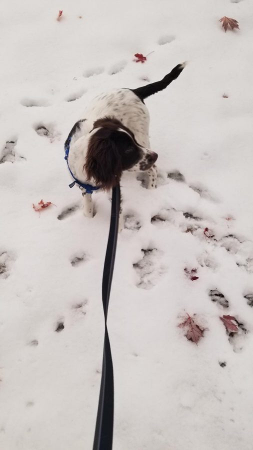 "Maddie loves the snow. She's a Springer Spaniel, which are known for loving to jump. Whenever we take her on a walk she jumps on top of the retaining walls and walks in the deep snow on the hill instead of the sidewalk."
-Elizabeth Trevathan

