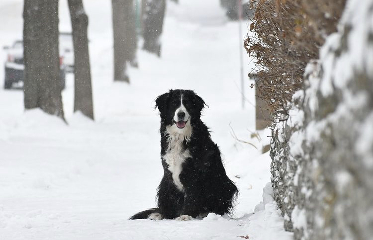 As soon as we let her out, she rolls in the snow, then begins to eat it. Its kind of odd, but it makes me laugh.