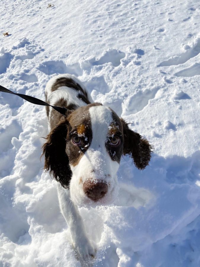 "She's still a puppy, so she's super energetic. It can be a lot to deal with sometimes, but I can tell we've built a bond already."
