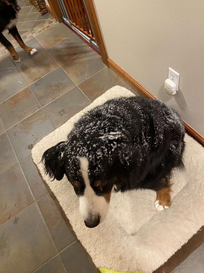 Brooklyn is a Bernese Mountain Dog, which means she loves the snow, She often lays outside for hours at a time.