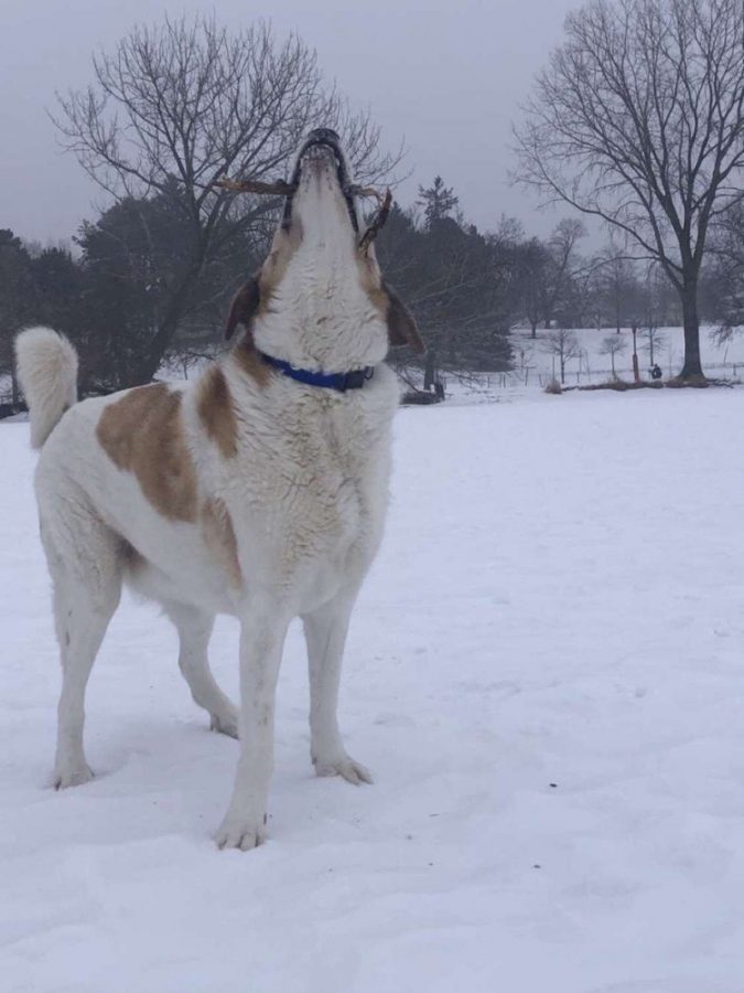 Bert loves the winter because he can get outside and play in the snow. Hes sort of built for winter, so in the summer he gets pretty hot.