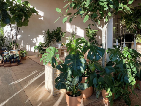 Plants provides a sophisticated shop filled with gorgeous ceramic pots, well-designed merchandise, healthy and rare plants, and an instagramable atmosphere.