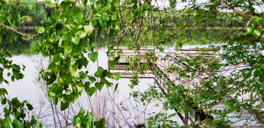 A curtain of ivy covers the view of the pier as if walking into a rainforest.