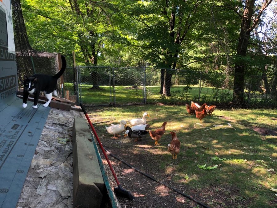 Devine has chickens, ducks, cats, and dogs in his backyard.