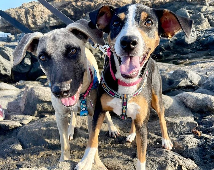 Rowa and Zani, two six-month old puppies from Sgt Peppers Friends, are ready to be adopted. 