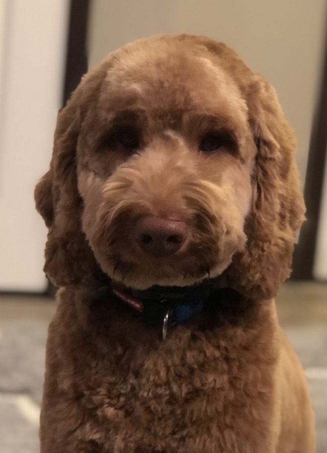 Finn is a unique breed of Australian Labradoodle: both hypoallergenic and trained to work with adolescents.