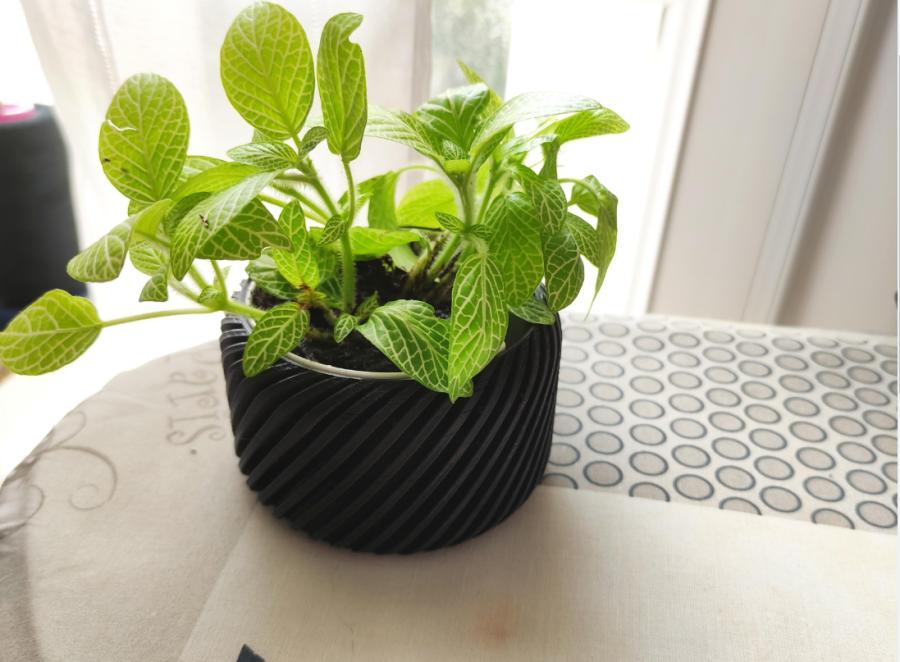 PICTURESQUE PLANTER.  Sophomores Rishi Bhargava and Ford Reedy come together for Plant3d: a self-watering planter company. 