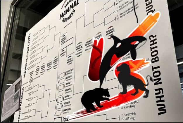 For the past three years in a row, March Mammal Madness (MMM) has become a SPA tradition. Different from past years, however, individual competitions have evolved into advisories contests. 