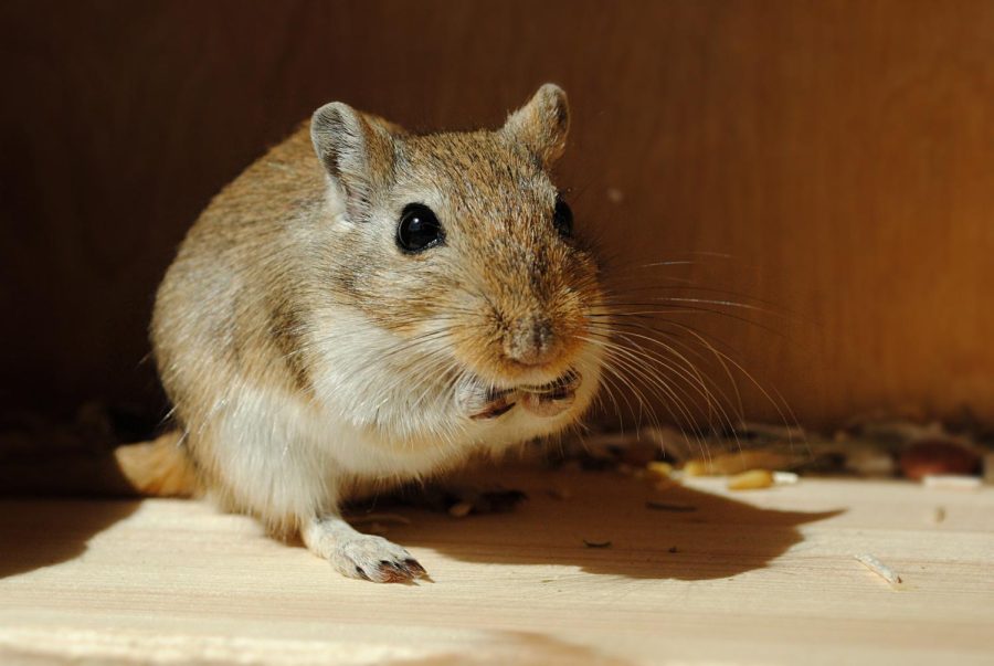 Having+a+gerbil+as+a+important+family+member+can+change+ones+own+experience+about+owning+a+pet.