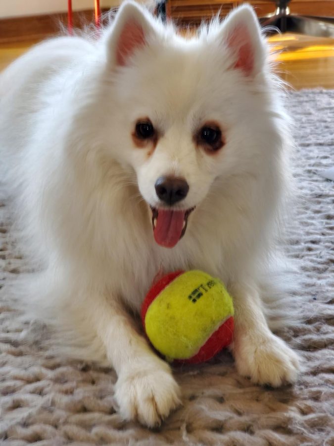 Aimeric Lajuzan is a first-time dog owner: “I did a ton of research before getting the dog,” he said. He specifically chose an American Eskimo because they are quick-learning, intelligent, and a small, carriable breed.